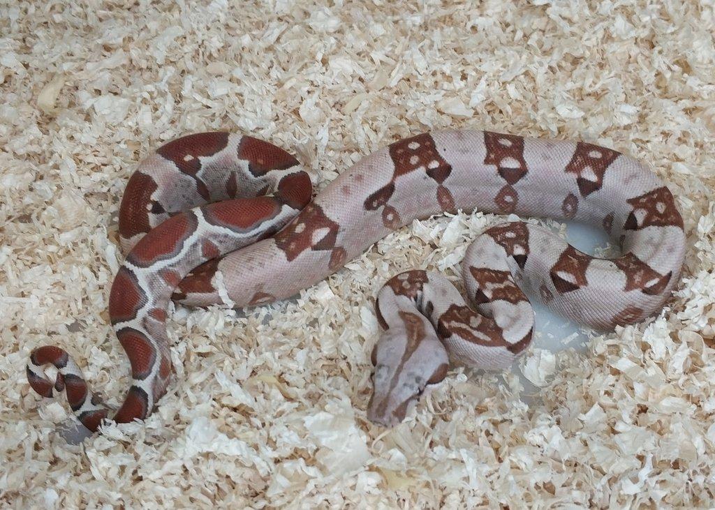 Boa imperator - VPI T+ Albino het Blood, Normal DH VPI Blood