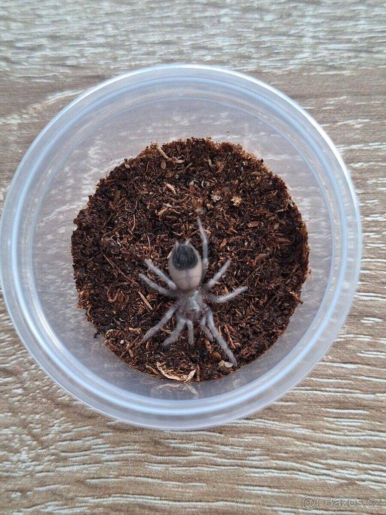 Sklípkani Lasiodora parahybana