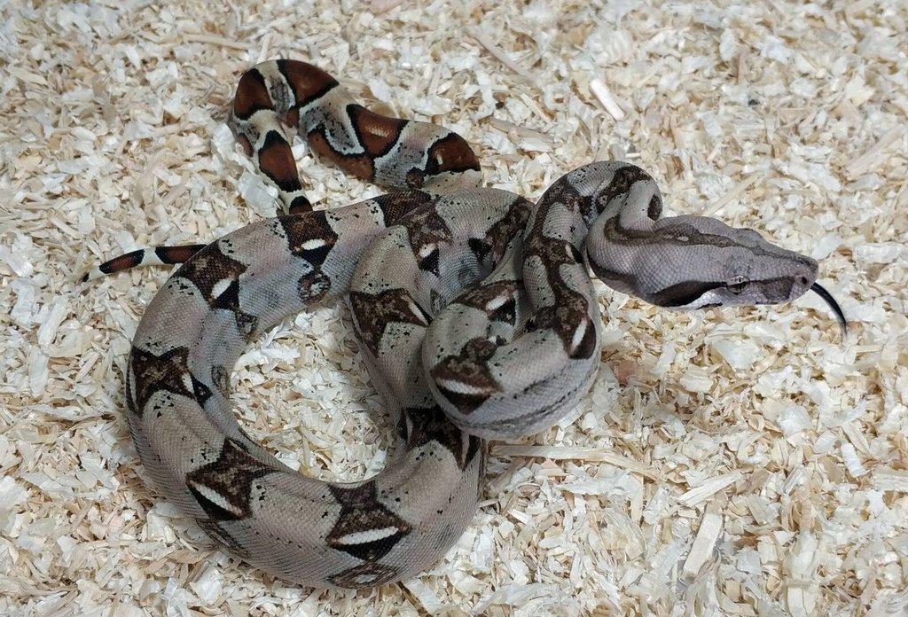 Boa imperator- Sharp Sunglow 66% het Sterling,Hypo Sterling
