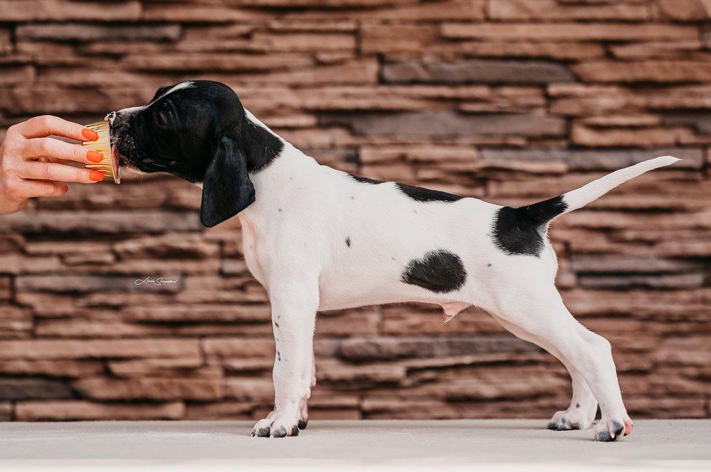 Anglický pointer
