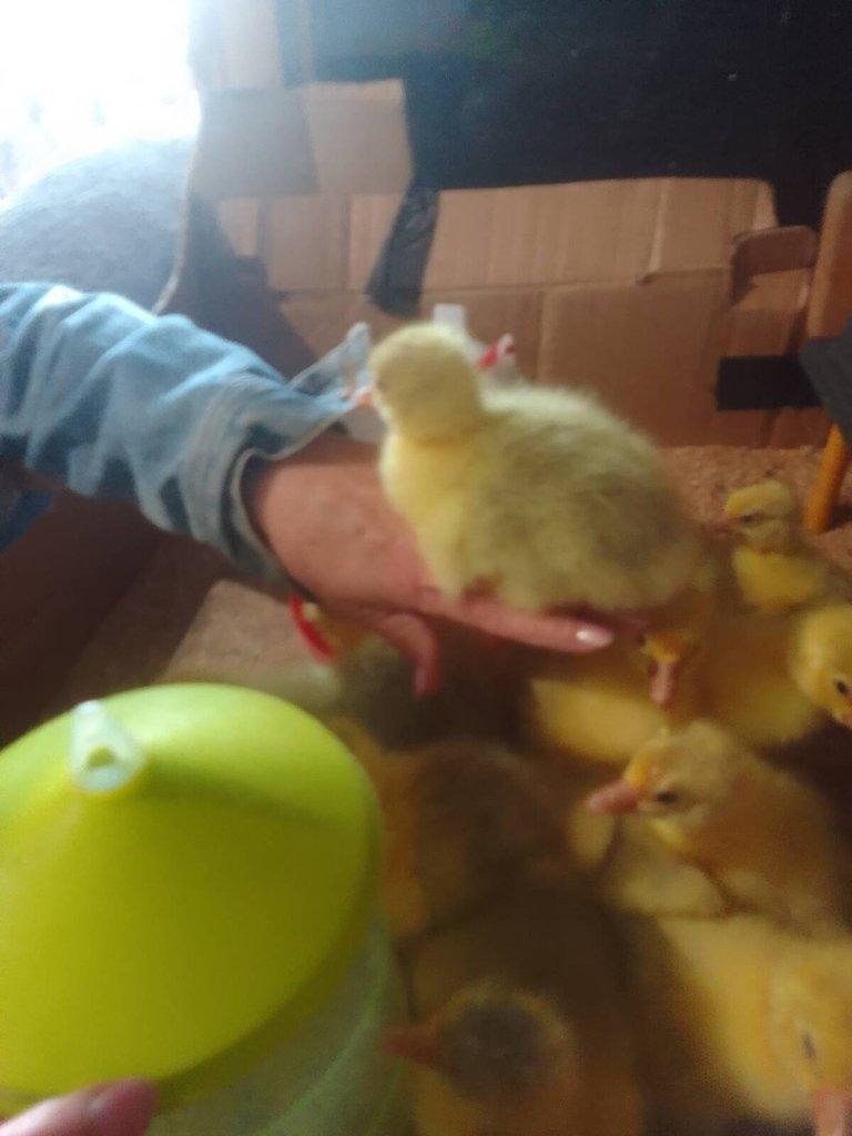 Násadová vejce Husa Německá Nosná