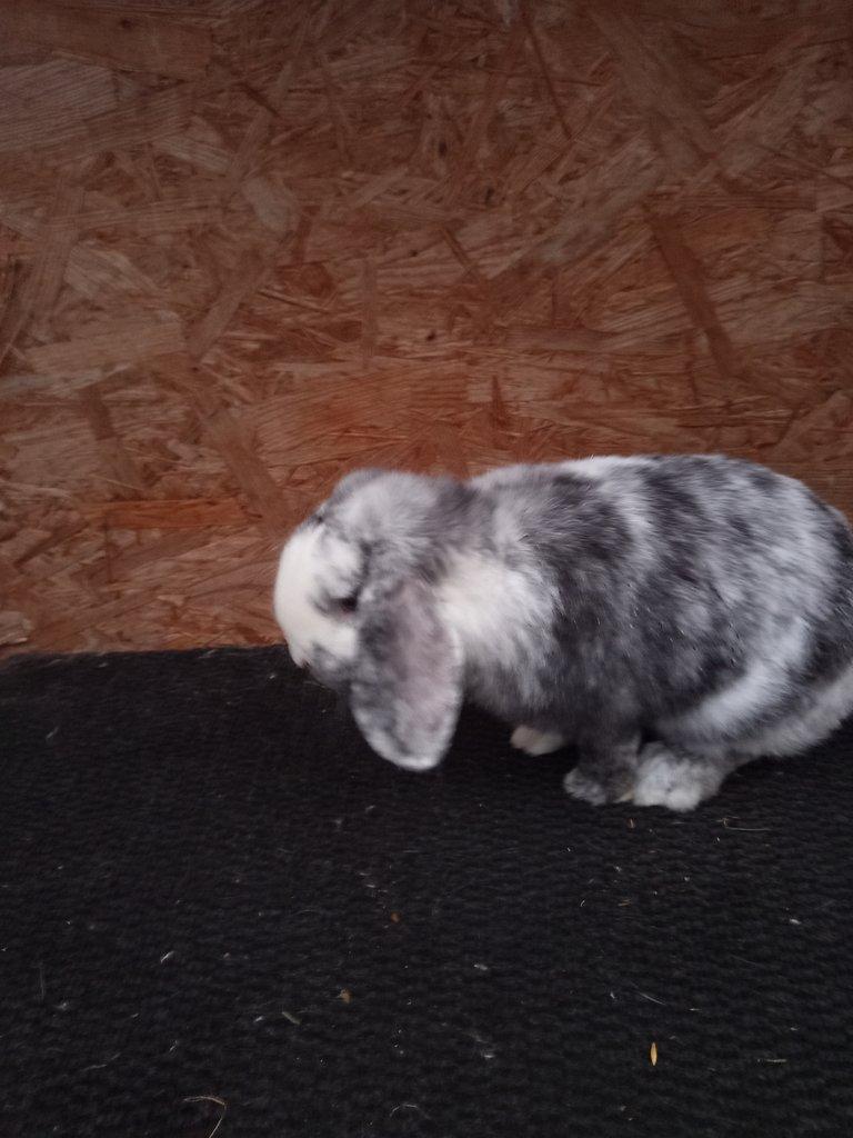 Zakrslý beran rhönský