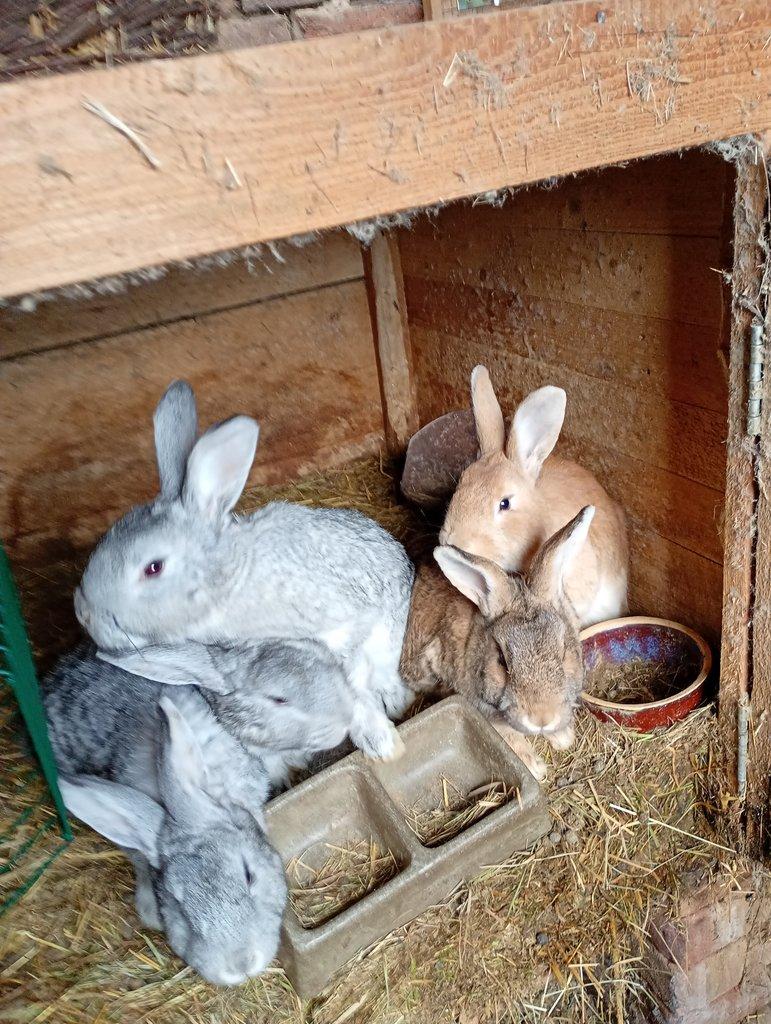 Prodám poslední králíky na prodej..........