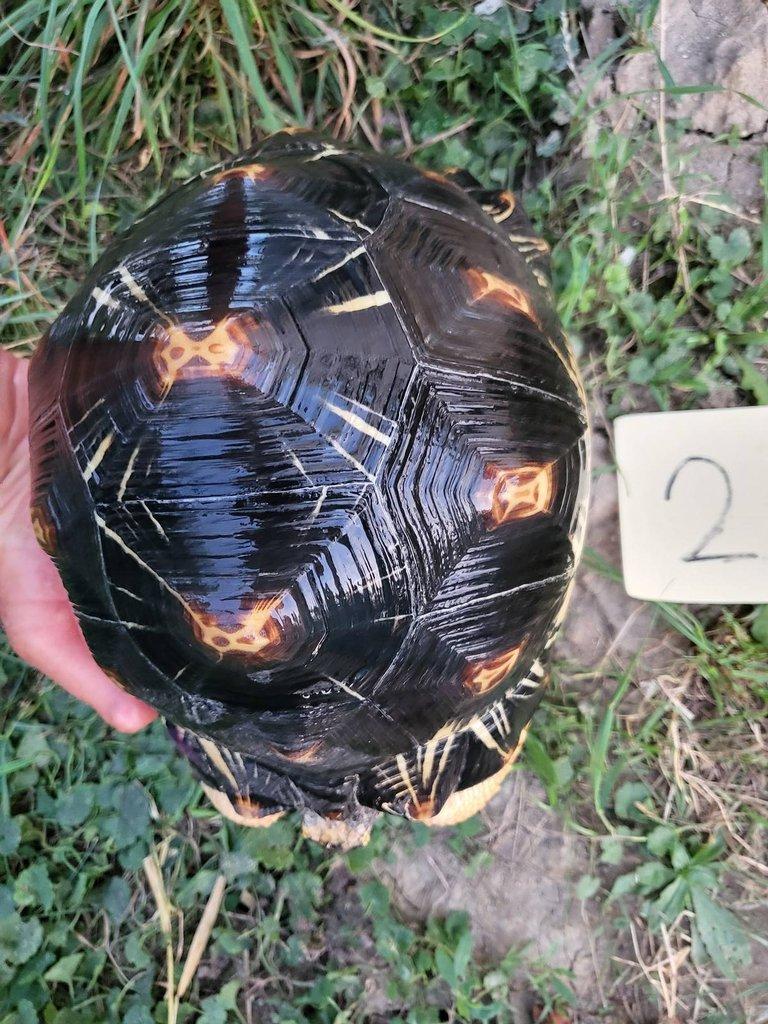 Astrochelys radiata subadult