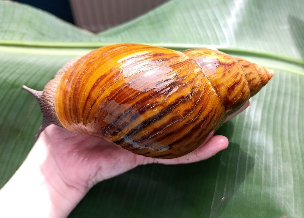 Achatina Achatina