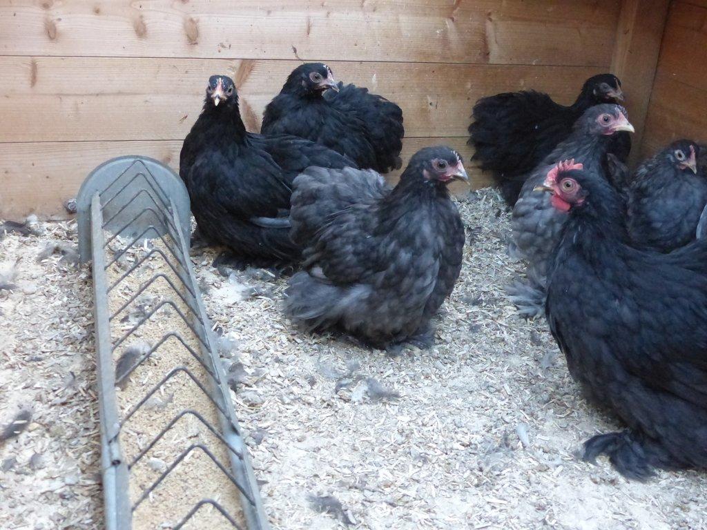 Zakrslá Kočinka modrá