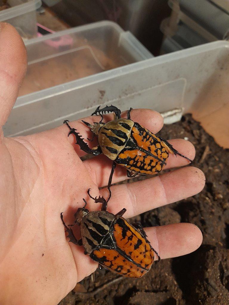 Mecynorrhina oberthuri