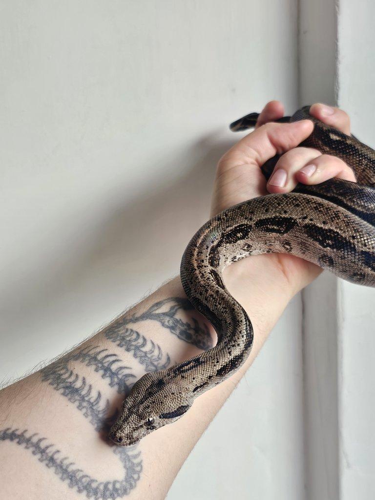 Snakes for Ostrava FaunaThry in June