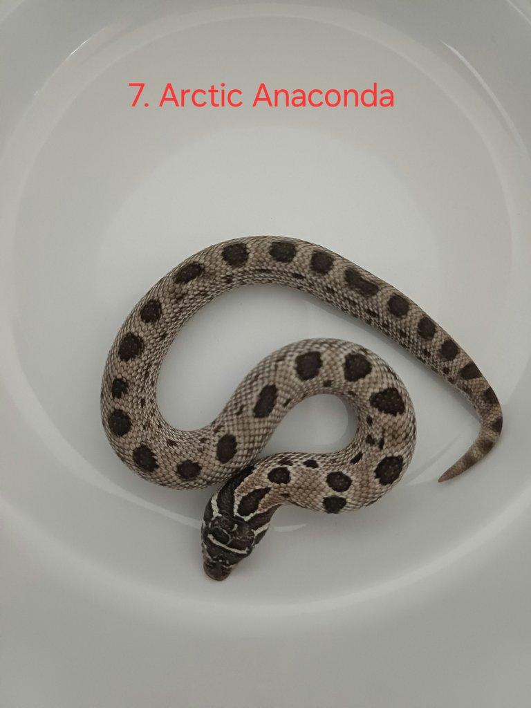Heterodon
