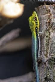 Phelsuma klemmeri