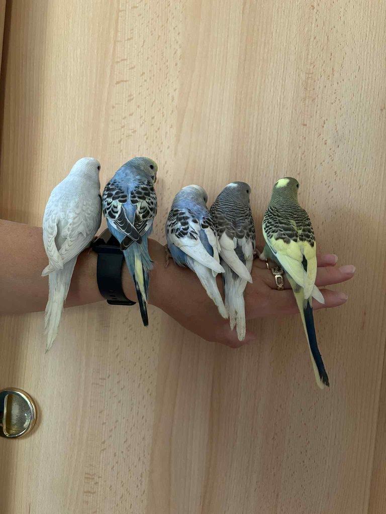 Prodám mladé andulky po vylétnutí z budky