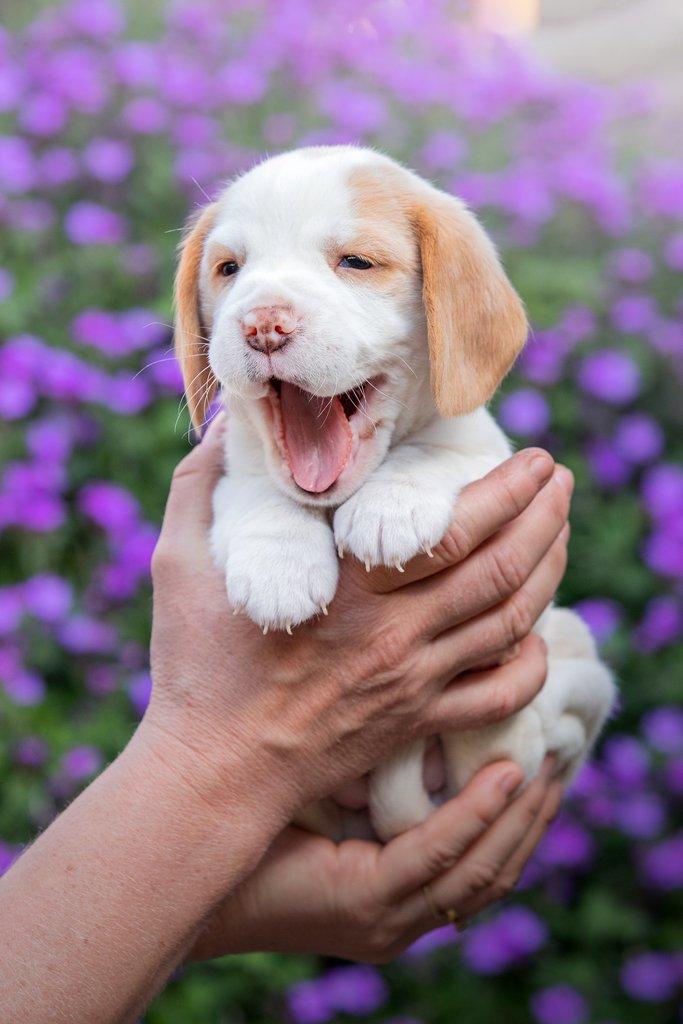 Beagle s PP
