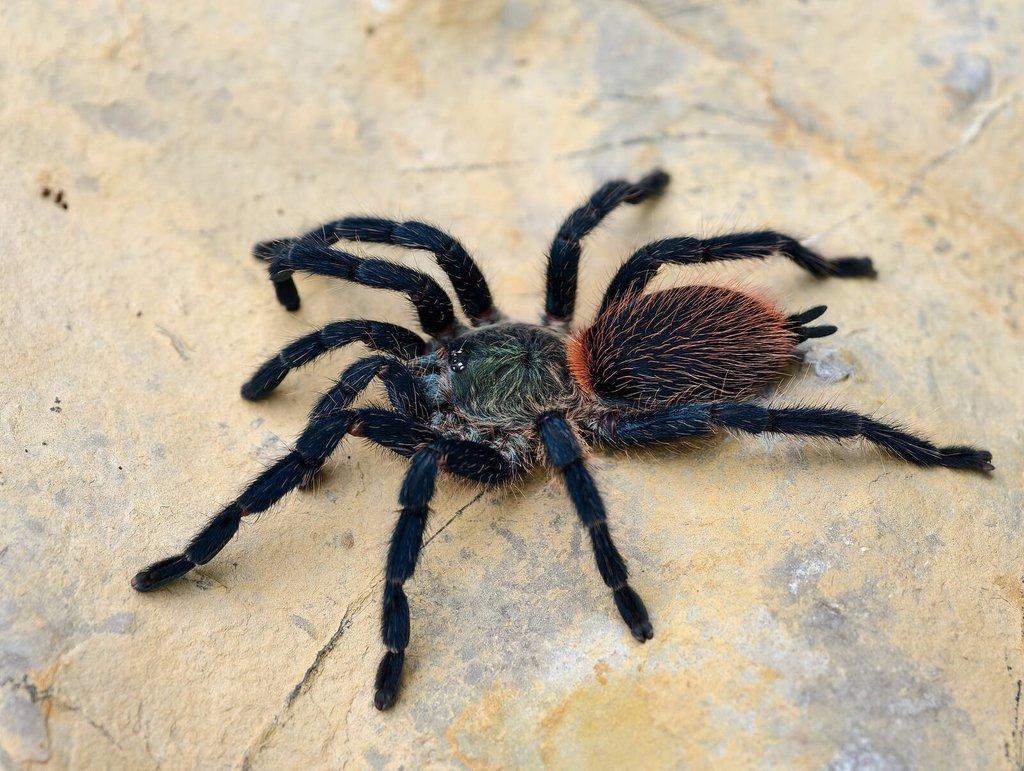 Sklípkani na Živou Exotiku a ZOO Trhy