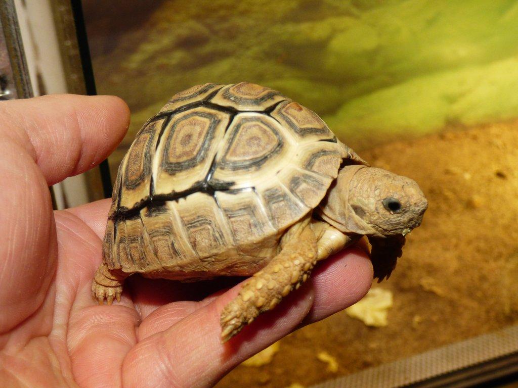 Želva pardálí (Stigmochelys pardalis)