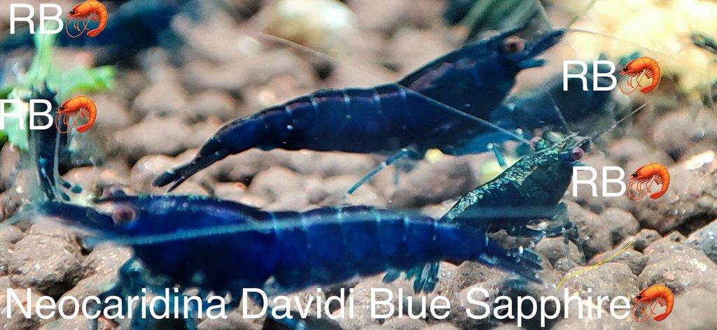 TOP PREMIUM AKVA KREVETKY Caridina a Neocaridina - Odchovy