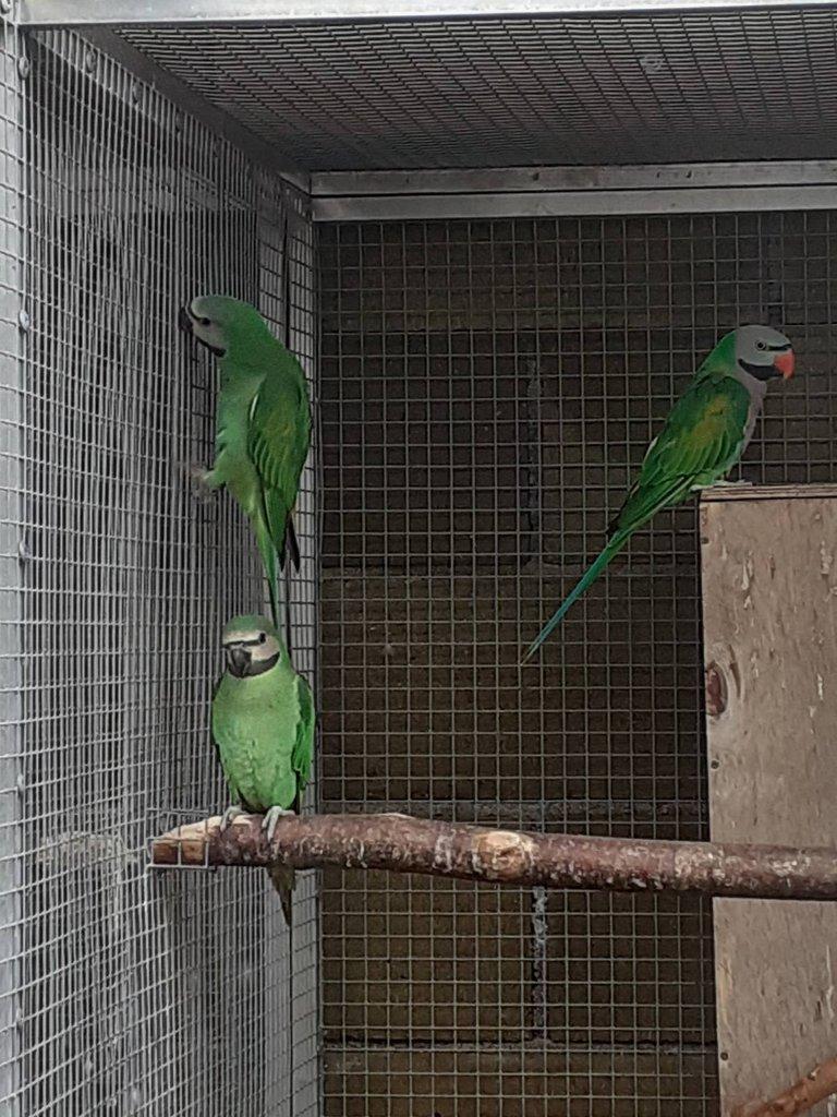 Alexandr růžový vousatý