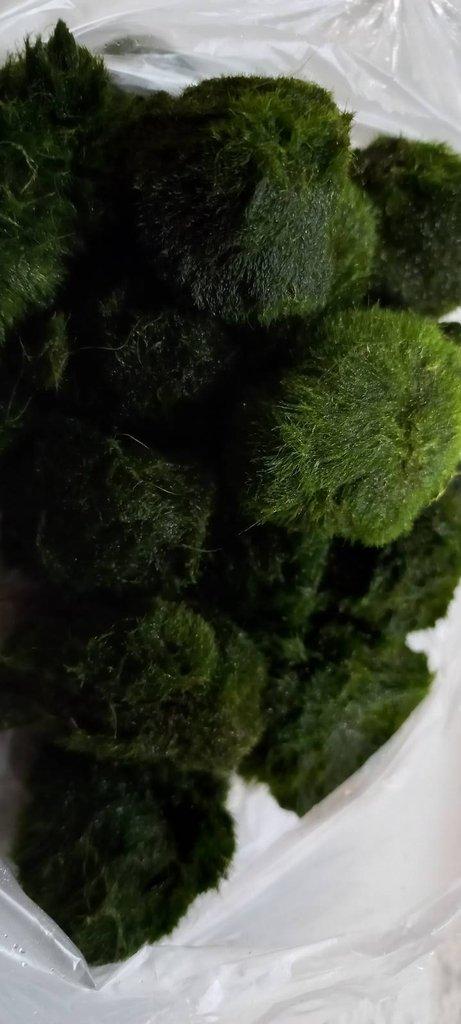 Akvarijní ryby,šneci,kořeny,břidlicové úkryty,použité akvária,akvarijní písky