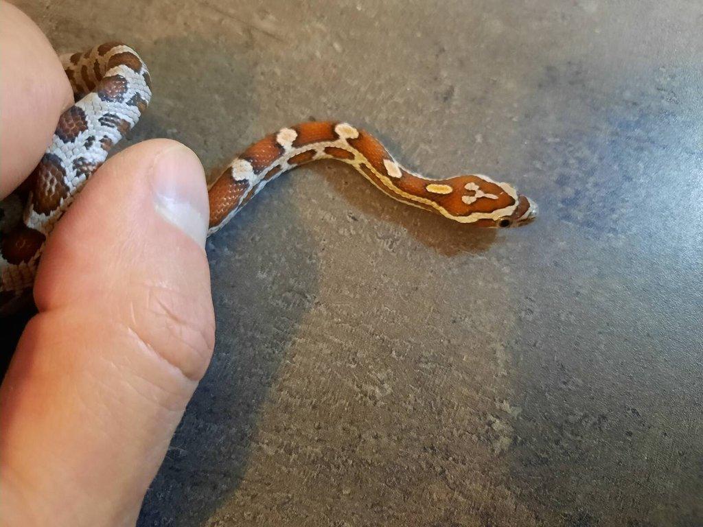 Užovka červená scaleless