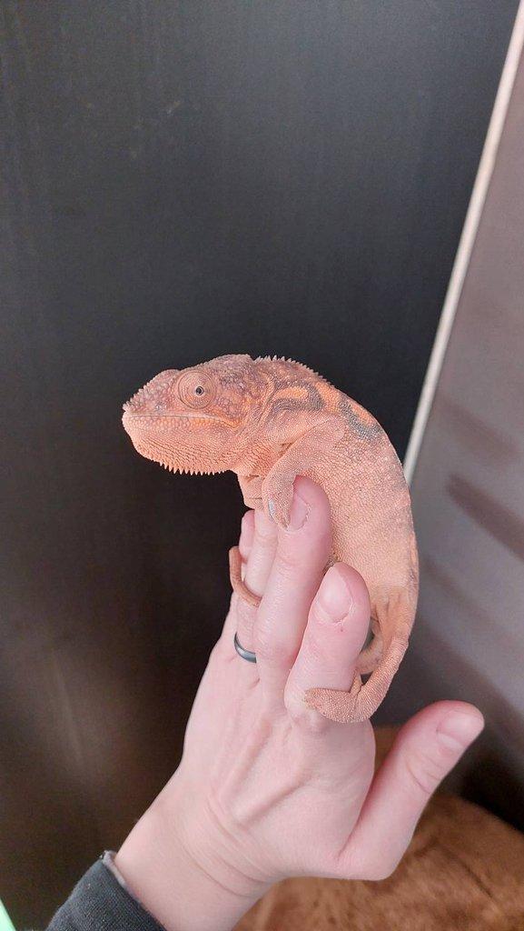 Samice furcifer pardalis Ambilobe