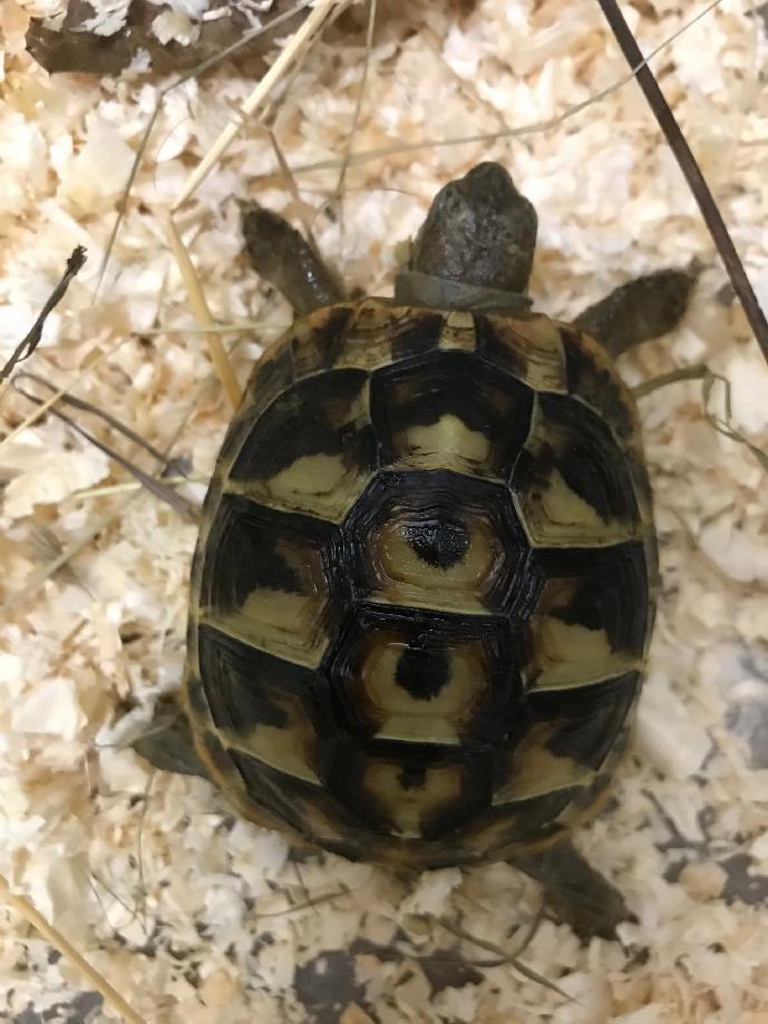 Želva zelenavá, Testudo hermanni boettgeri mláďata i dospělí