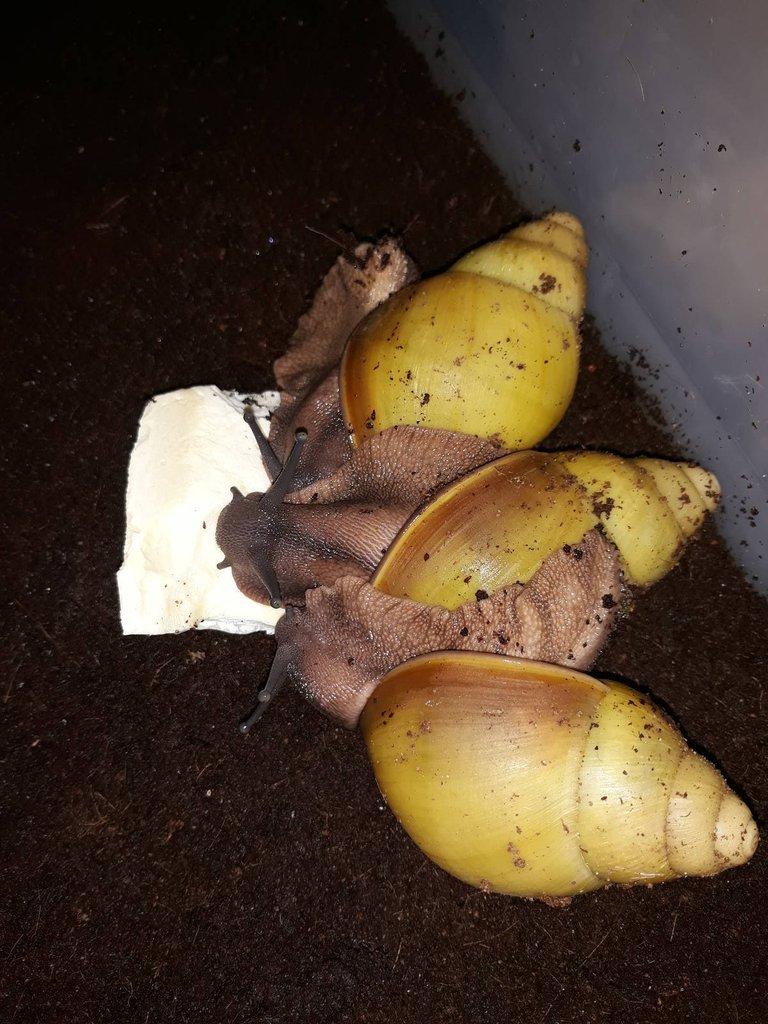 Archachatina marginata icterica