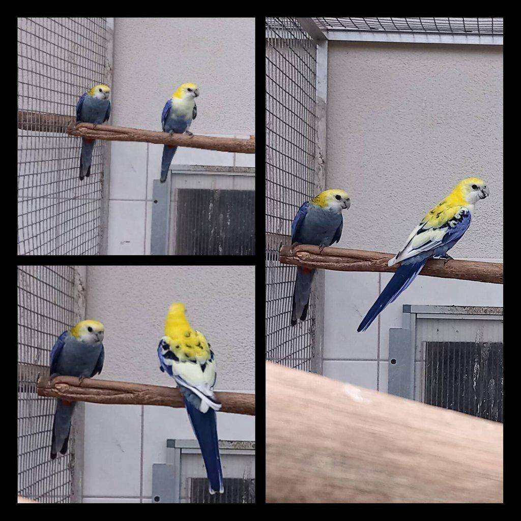 Rosela žlutohlavá po strakách