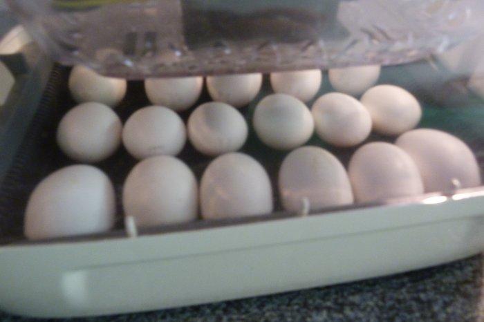 Líheň RCom King Suro 20 Eco