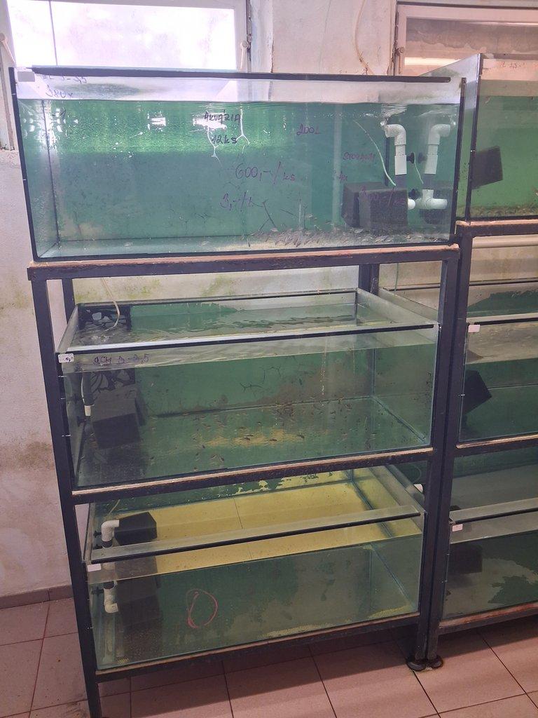 Akvarijní pěstírna