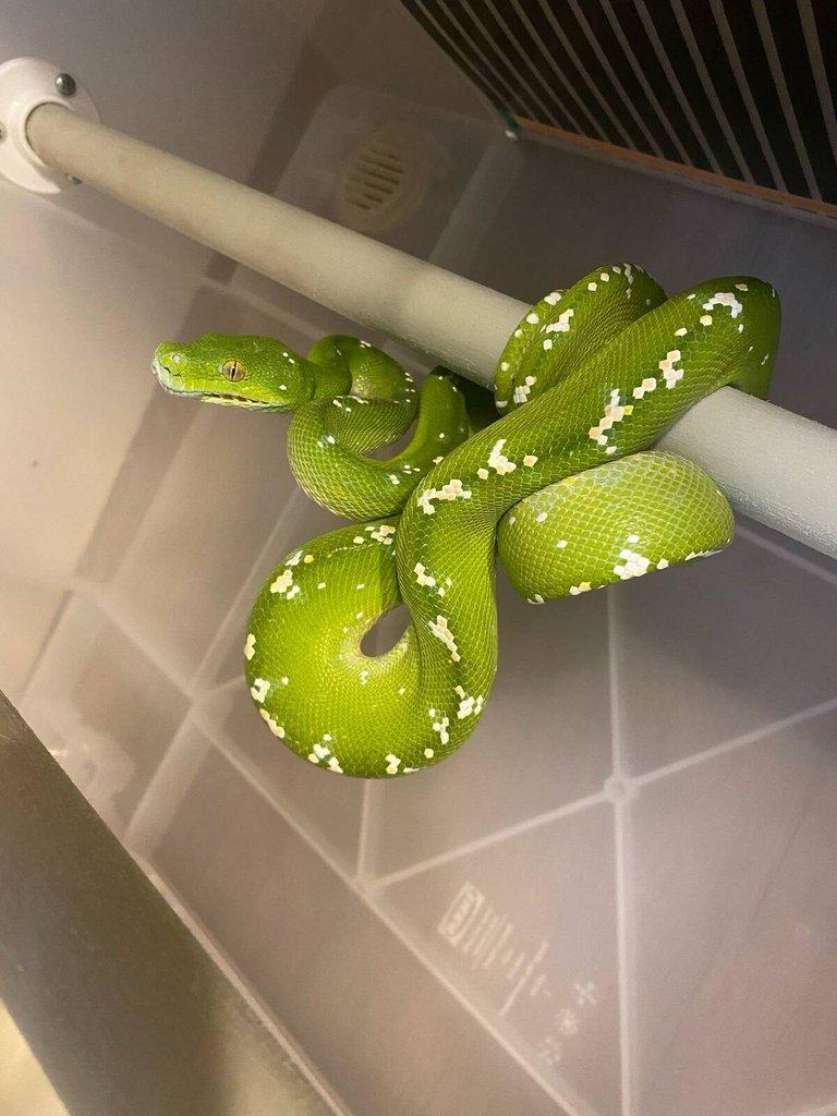 Prodám samce Morelia viridis ARU