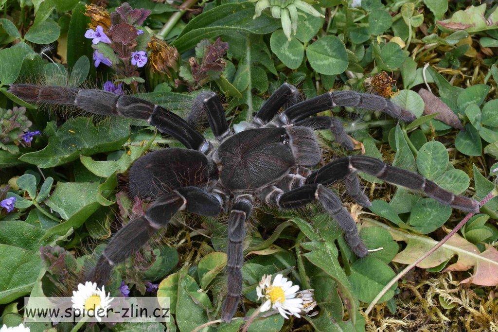 Samice P. victori, D.pentaloris, A. rufus, B. simoroxigorum a mnoho dalších zajimavých sklípkanů