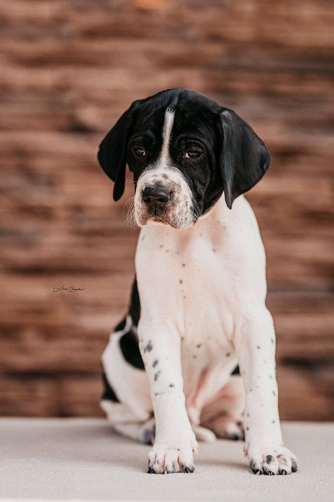 Anglický pointer