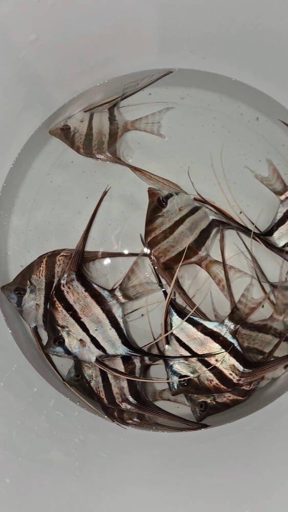 Prodej terčovců, L-sumců, skalár, rejnoků a jiných ryb