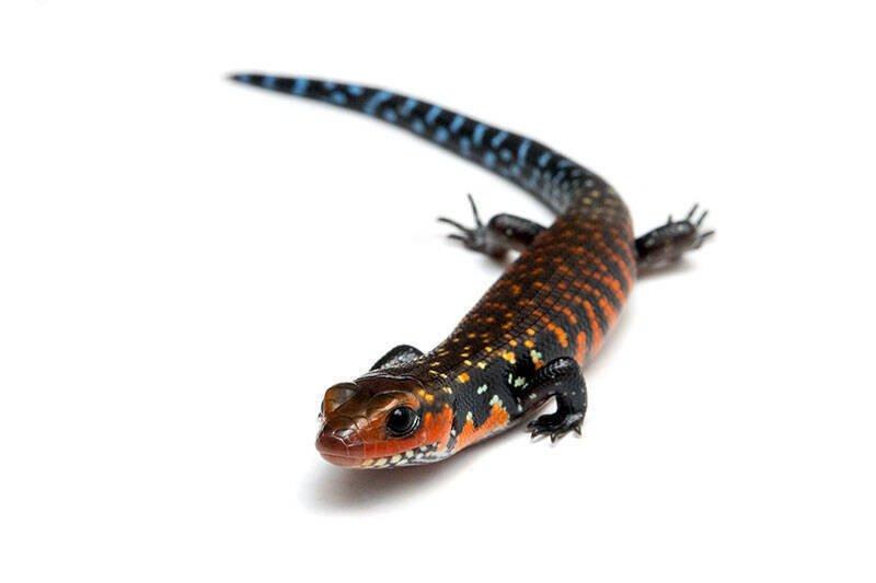 Scink ohnivý (Lepidothyris fernandi harlani) Benin 24