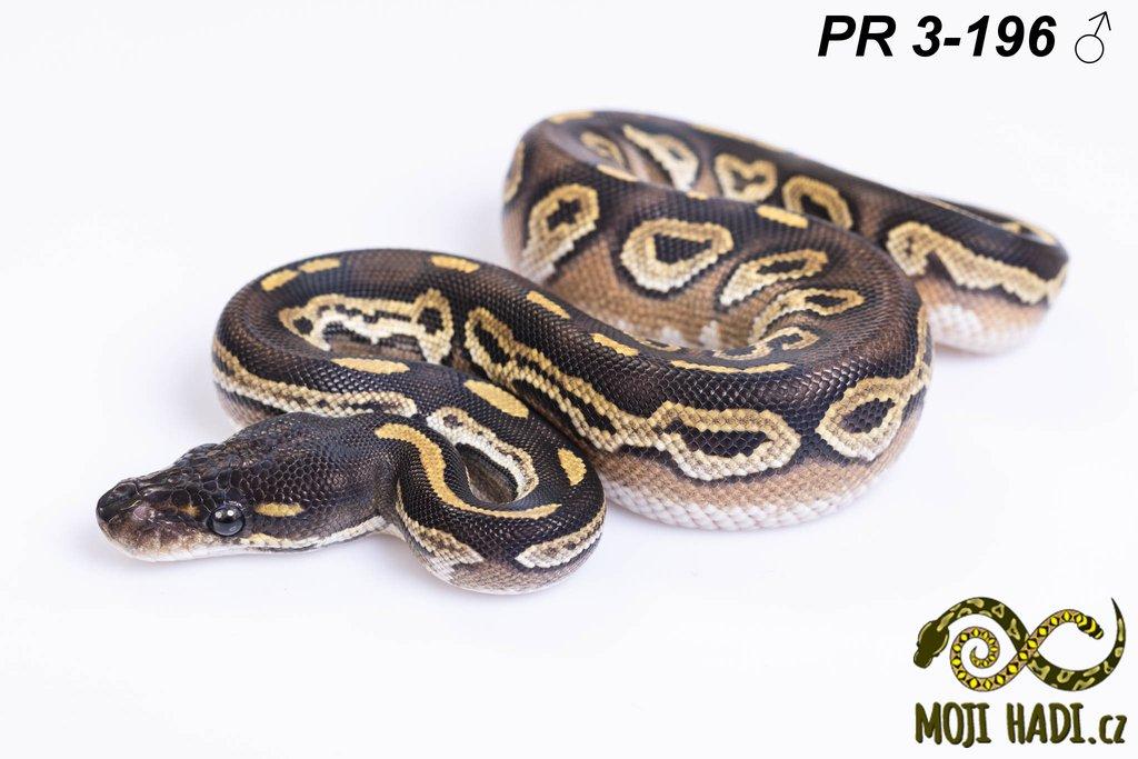 Python regius - Krajta královská