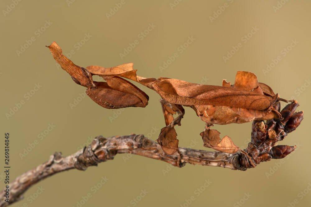 Koupím samice phyllocrania paradoxa a Popa spurca crassa, popřípadě prodám samce...