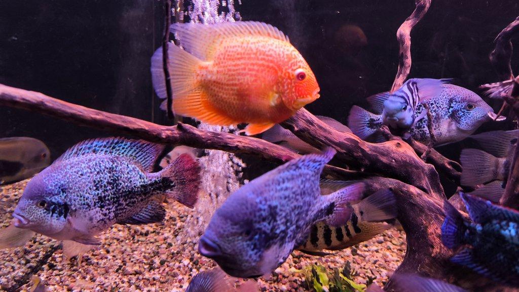 Americké cichlidy
