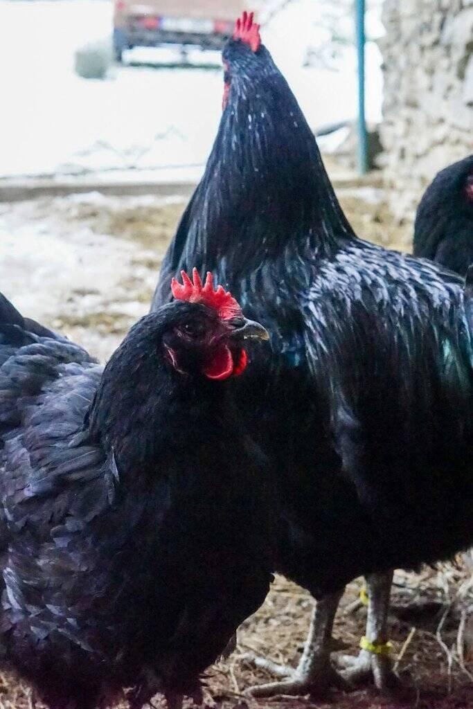 Žerzejský obr 🥚🐣 (násadová vejce i kuřátka)