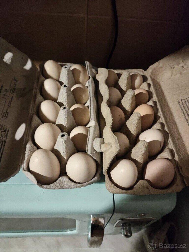 Nabízíme násadová vejce Ayam Cemani