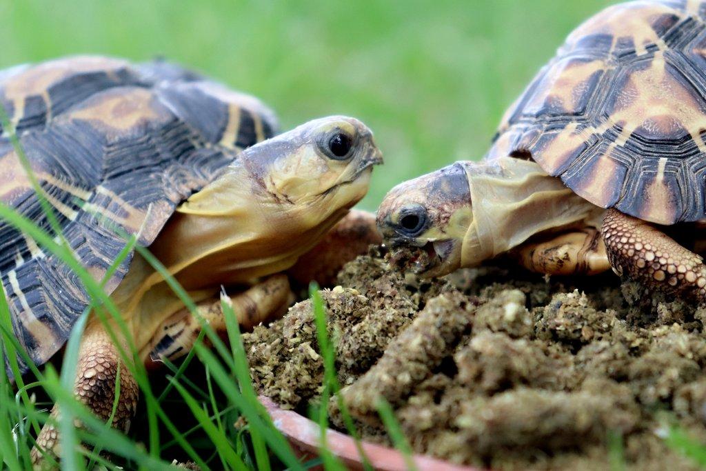 Granule pro herbivorní želvy značky Pamlsek.vet