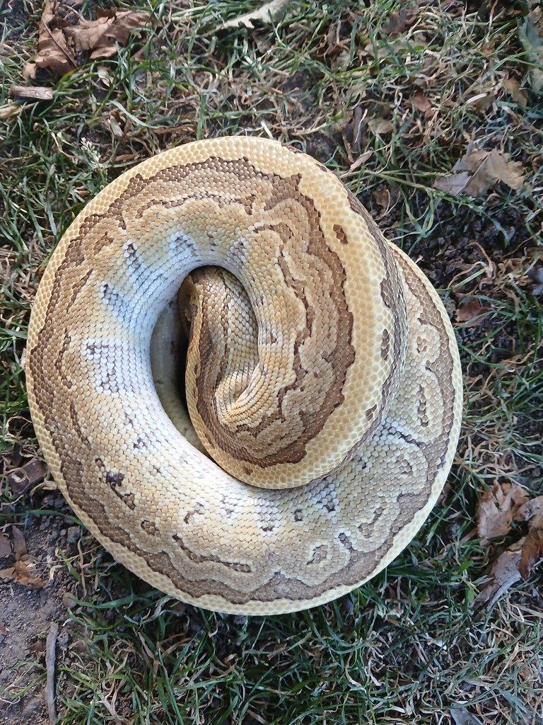 Python regius King pin 0.1