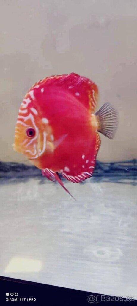 Terčovce terčovci terčovců discus terčovec