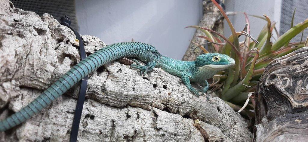 Abronia graminea