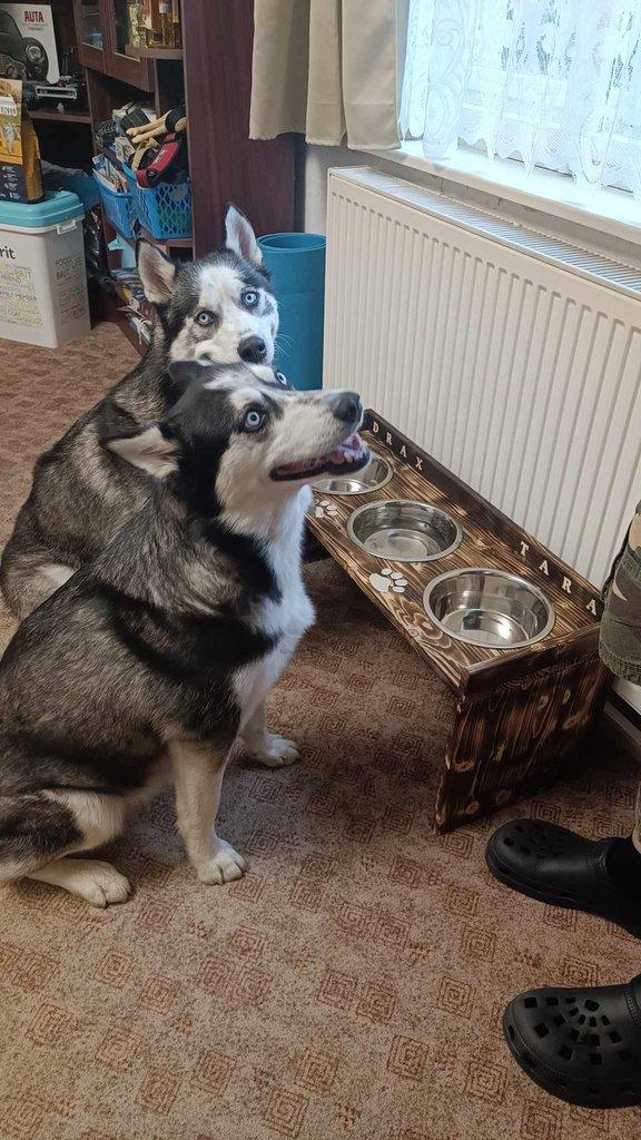 Dog bar