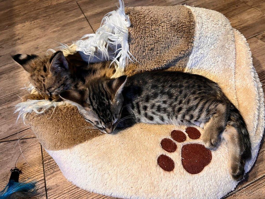 Savannah F3