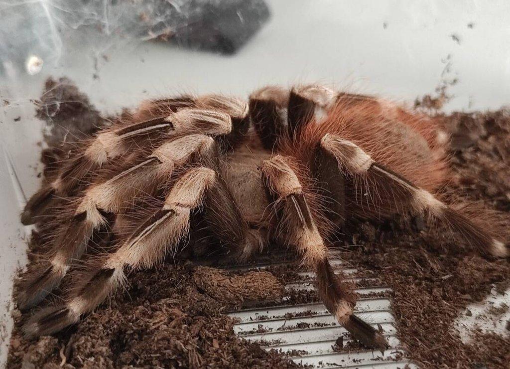 Samice NHANDU CHROMATUS ♀️