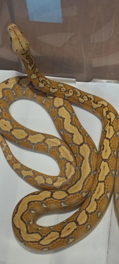 Krajta Mřížkovaná