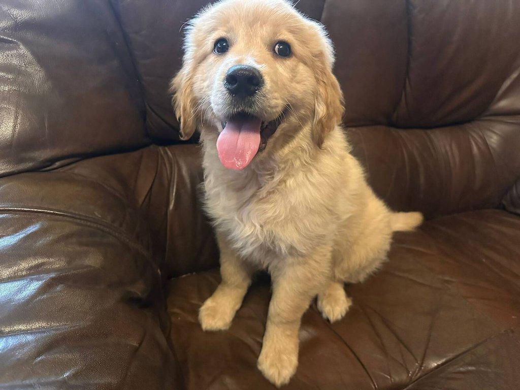 Zlatý retrívr, golden retriever