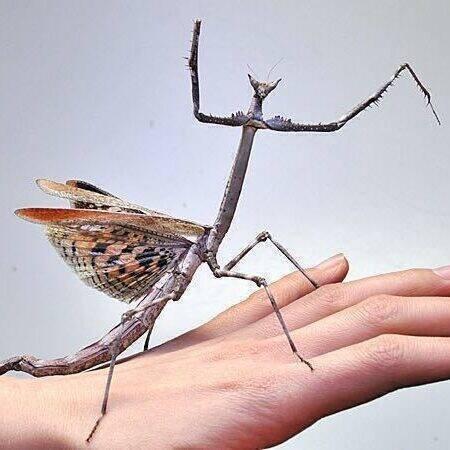 NOVÉ druhy kudlanek!!