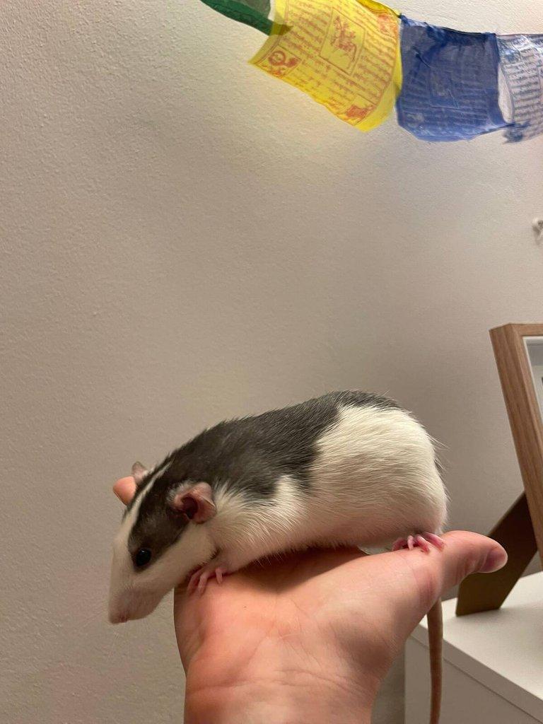 Daruji potkany ( 2 samce, 2 samice) (Husky x Dumbo)