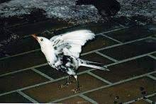 TURDUS MERULA